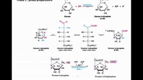 PACES_UE1-D2 Glycolyse et cycle de Krebs