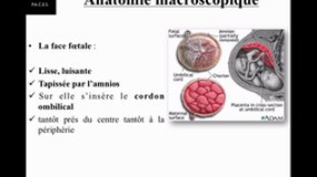 PACES_UEsp MAIEUTIQUE-A4 Unité foeto placentaire (4)_A. GUEYE
