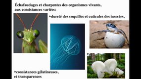 D.E. INFIRMIER_UE2.1-B4 Les territoires cellulaires et leurs fonctions psychologiques_Parois bactériennes et végétales