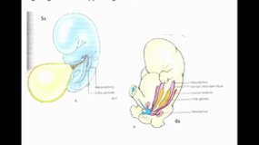 PACES_UEsp TC1-A8 Biologie de la reproduction - Embryologie - Appareil génital