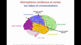 PACES_UE5-A15 Hémisphère cérébraux
