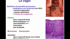 PACES_UEsp TC1-A33 HistologieAppReproFeminin (5)_P. DUBUS