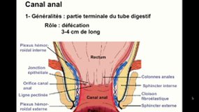 DFGSM3_UE8-8.S6 Système digestif - Canal anal_P. DUBUS