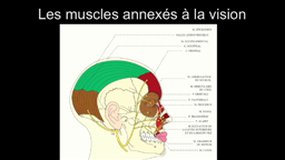 PACES_UEsp ODONTOLOGIE-A7 Myologie crâniofaciale_P. GUERIN