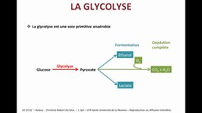 L1 SPS_UE10.S2-A3 Glycolyse néoglucogenèse