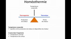 D.E. INFIRMIER_UE2.2-C15 Thermorégulation