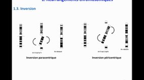 D.E. INFIRMIER_UE2.2-C11 Les mutations (suite) et transmission héréditaire