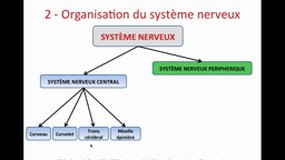 D.E. INFIRMIER_UE2.2-E2 Le système nerveux