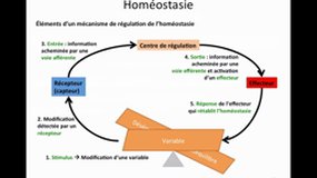 D.E. INFIRMIER_UE2.2-C12 Homéostasie