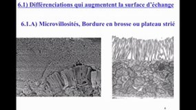 PACES_UE2-A12 Membrane plasmique (4)