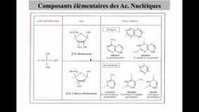 PACES_UE1-E1 Génome Humain - Acides nucléiques