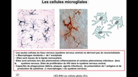 PACES_UE2-B46 Les tissus nerveux (6)_B. BLOCH