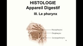 DFGSM3_UE8-3.S6 Système digestif - Pharynx_P. DUBUS