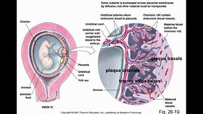 PACES_UEsp MAIEUTIQUE-A7 Anatomapathologique du placenta_A.WERBROUCK