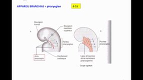 PACES_UEsp TC1-A6 Biologie de la reproduction - Embryologie - Morphogenèse de la face et des membres
