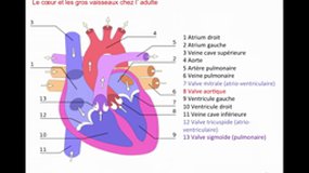 PACES_UEsp TC1-A5 Biologie de la reproduction - Embryologie - Appareil cardiovasculaire