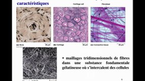 D.E. INFIRMIER_UE2.1-B5 Les territoires cellulaires et leurs fonctions physiologiques - Matrices animales