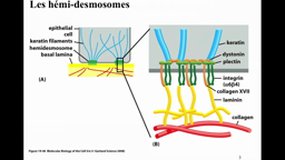 PACES_UE2-A14 Membrane plasmique (6)