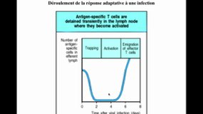 DFGSM(a)2_UE9.S4-B19 Réponse immune adaptative (10)