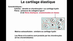 PACES_UE2-B30 Les tissus cartilagineux (3)_P. DUBUS