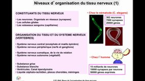 PACES_UE2-B41 Les tissus nerveux (1)_B. BLOCH