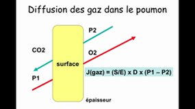 PACES_UE3B-B3 Diffusion des gaz - Membrane capillaire pulmonaire (2)_D. VANDROUX