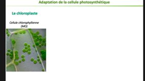 CM BV_2-Photosynthèse chp3