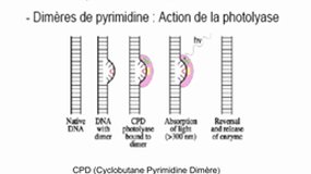 PACES_UE1-E9 Génome Humain - Réparation de l'ADN