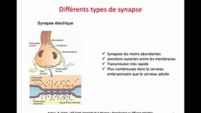 L2 SPS_UE8.S4-B12 La transmission synaptique