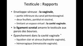 PACES_UEsp MAIEUTIQUE-B11 Appareil genital masculin_A. LAFFITTE
