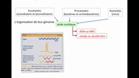 PACES_UEsp TC1-B4 Génomique - Connaissance des génomes