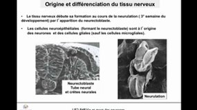 PACES_UE2-B48 Les tissus nerveux (8)_B. BLOCH
