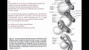 PACES_UEsp TC1-A2 Biologie de la reproduction - Embryologie - Organogenèse - Système nerveux