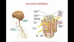 PACES_UE5-A21 Les nerfs spinaux ou nerfs rachidiens