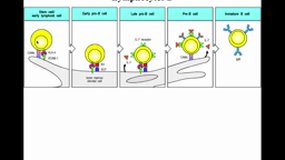DFGSM(a)2_UE9.S4-B2 Développement et survie des lymphocytes B (2)
