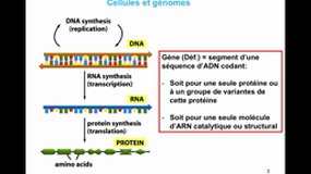 PACES_UE1-E2 Génome Humain - Structure du génome