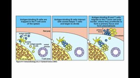 M1BS_UE9.S2-A15 Réponse immune adaptative (6)