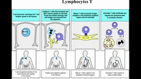 L2 SPS_UE7.S4-C1 Lymphocytes T-CM3