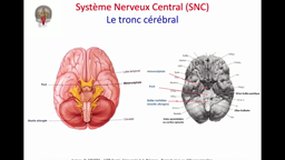 L2 SPS_UE7.S4-B4 Le tronc cérébral