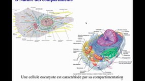 D.E. INFIRMIER_UE2.1-B10 Les territoires cellulaires et leurs fonctions physiologiques (6)