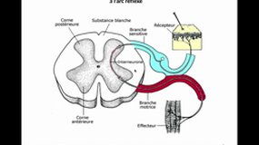 L2 SPS_UE8.S4-A2 Le système nerveux végétatif