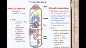 PACES_UEsp MAIEUTIQUE-A9 Circulation foetale_A. WERBROUCK