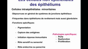 PACES_UE2-B15 Les tissus épithéliaux (5)_J-P. MERLIO