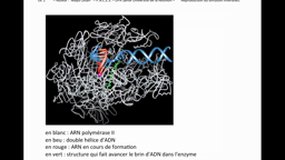 PACES_UE1-E21 Génome Humain_Transcription - 2