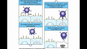 DFGSM(a)2_UE9.S4-B13 Réponse immune adaptative (4)