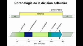 PACES_UE2-A39 La Division cellulaire - Généralités, mitose