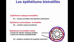 PACES_UE2-B14 Les tissus épithéliaux (4)_J-P. MERLIO