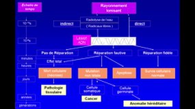 PACES_UE3A-B8 Rayonnements ionisants - Radiobiologie et Radioprotection (2-c)_E. LAFFON