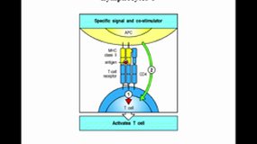 M1BS_UE9.S2-A11 Réponse immune adaptative (2)