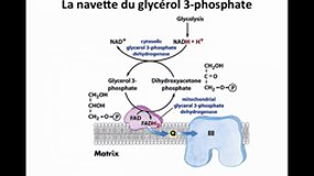 PACES_UE1-D3 Phosphorylation oxidative